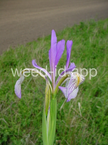 iris, Rocky Mountain